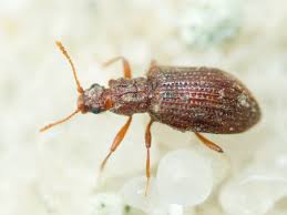 Attēlu rezultāti vaicājumam “Latridiidae”