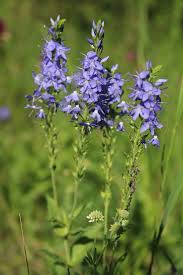 Attēlu rezultāti vaicājumam “Veronica austriaca subsp. teucrium”