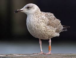 Attēlu rezultāti vaicājumam “Larus argentatus adult”