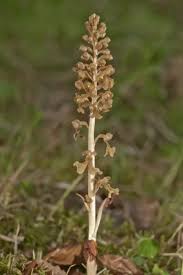 Attēlu rezultāti vaicājumam “Neottia nidus-avis flower”
