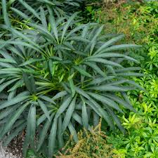 Image result for Nieswurz