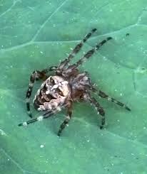 Attēlu rezultāti vaicājumam “Larinioides cornutus”