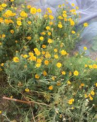 Image result for Färberkamille