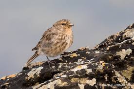 Image result for twite photo