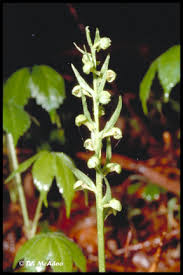 Attēlu rezultāti vaicājumam “Coeloglossum viride flower”