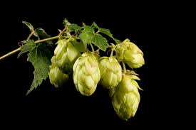 Attēlu rezultāti vaicājumam “Cannabaceae”