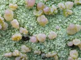 Attēlu rezultāti vaicājumam “Baeomyces rufus”