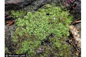 Attēlu rezultāti vaicājumam “Lophozia incisa”