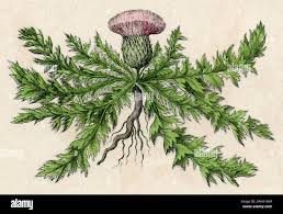 Attēlu rezultāti vaicājumam “Cirsium acaule fruit”