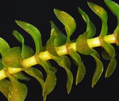 Attēlu rezultāti vaicājumam “Elodea canadensis”