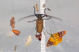 Attēlu rezultāti vaicājumam “Aphrophoridae imago”