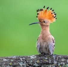 Attēlu rezultāti vaicājumam “Upupa epops adult”