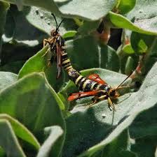 Attēlu rezultāti vaicājumam “Sesiidae”