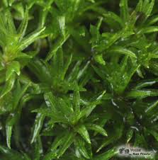 Attēlu rezultāti vaicājumam “Dicranum undulatum”