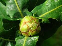 Attēlu rezultāti vaicājumam “Andricus foecundatrix”