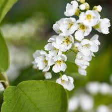 Attēlu rezultāti vaicājumam “Prunus padus var. roseiflora”