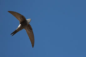 Image result for Apus pacificus