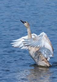 Attēlu rezultāti vaicājumam “Cygnus olor juvenile”