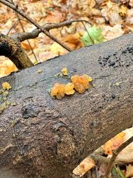 Attēlu rezultāti vaicājumam “Myxarium nucleatum”