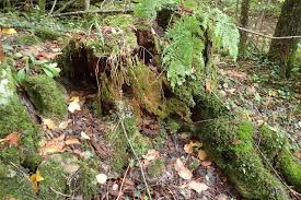 Attēlu rezultāti vaicājumam “Plagiothecium nemorale”