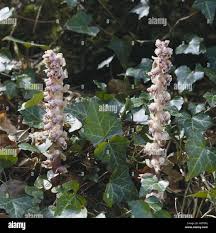 Attēlu rezultāti vaicājumam “Lathraea squamaria flower”