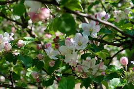Attēlu rezultāti vaicājumam “Malus domestica flower”