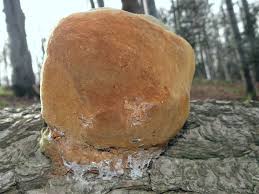 Attēlu rezultāti vaicājumam “Phellinus tremulae”