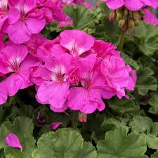 Image result for Geranium `Sandrine`