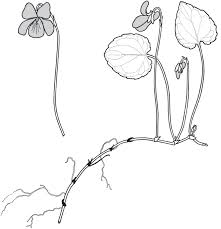 Attēlu rezultāti vaicājumam “Viola epipsila flower”