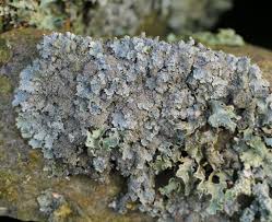 Attēlu rezultāti vaicājumam “Parmelia serrana”