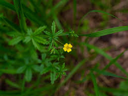 Attēlu rezultāti vaicājumam “Potentilla erecta leaf”