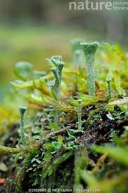 Attēlu rezultāti vaicājumam “Cladonia fimbriata”