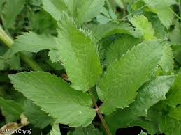 Attēlu rezultāti vaicājumam “Chaerophyllum aromaticum”