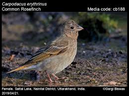 Attēlu rezultāti vaicājumam “Carpodacus erythrinus adult”