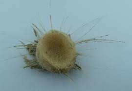 Image result for Vazella pourtalesii