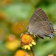 Attēlu rezultāti vaicājumam “Cribraria atrofusca macro”