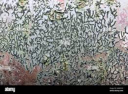 Attēlu rezultāti vaicājumam “Graphis scripta”