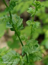 Attēlu rezultāti vaicājumam “Sisymbrium volgense”