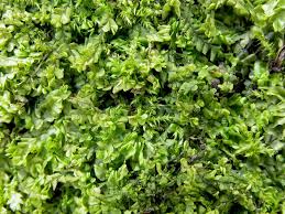 Attēlu rezultāti vaicājumam “Chiloscyphus polyanthos”