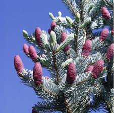 Attēlu rezultāti vaicājumam “Picea pungens”