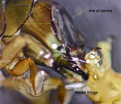 Attēlu rezultāti vaicājumam “Enteridium variabile macro”