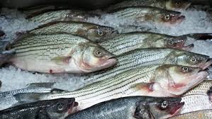 Image result for Morone saxatilis