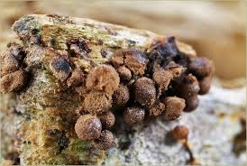 Attēlu rezultāti vaicājumam “Cribraria piriformis macro”