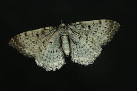 Attēlu rezultāti vaicājumam “Hydria undulata”