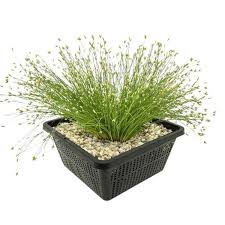 Attēlu rezultāti vaicājumam “Eleocharis acicularis”