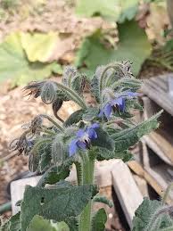 Attēlu rezultāti vaicājumam “Borago officinalis leaf”