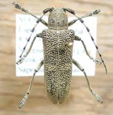 Attēlu rezultāti vaicājumam “Saperda carcharias”