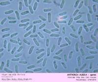 Attēlu rezultāti vaicājumam “Antrodia albida”