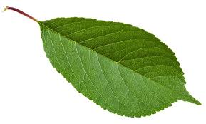 Attēlu rezultāti vaicājumam “Padus avium”