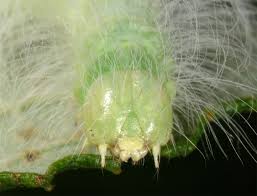 Attēlu rezultāti vaicājumam “Acronicta leporina”